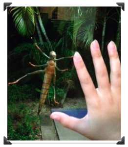 Bug Hand