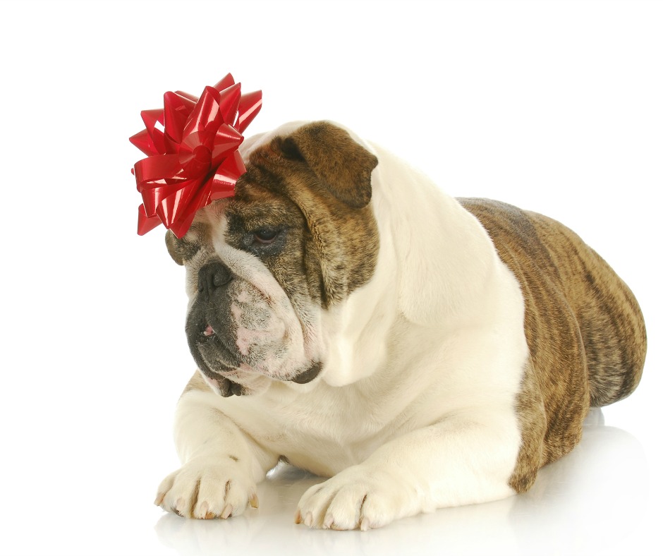  How to Keep Your Pets Safe This Winter Holiday Season