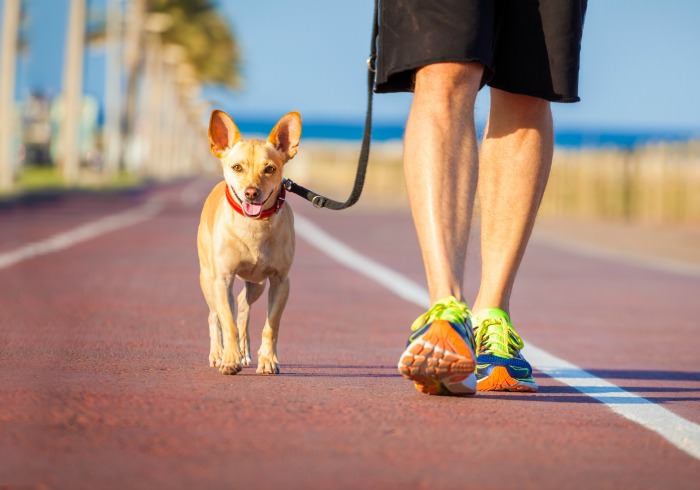 Tips for Walk Your Dog Month