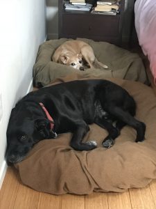 Sleeping Dogs | Dianerosesolomon.com