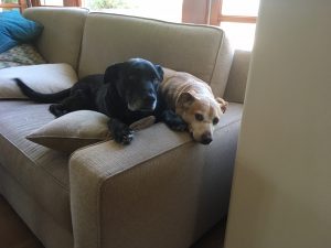Dogs Sofa | Dianerosesolomon.com